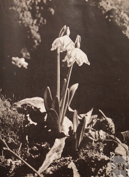 Tavaszi tőzike (Leucojum vernum)