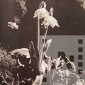 Tavaszi tőzike (Leucojum vernum)