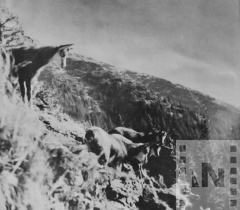 Az első adag szabad fekete kecskék a Pietroszul hegyen