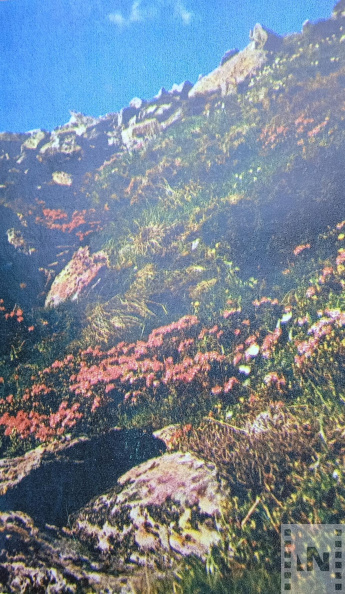 Havasi rózsák (rododendronok) virágzó rétje a Radnai-havasokban